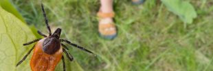 Les plantes qui attirent les tiques au jardin et celles qui les repoussent Les plantes qui attirent les tiques au jardin et celles qui les repoussent
