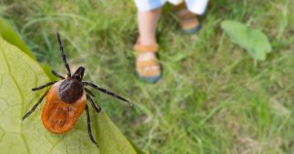 Les plantes qui attirent les tiques au jardin et celles qui les repoussent Les plantes qui attirent les tiques au jardin et celles qui les repoussent
