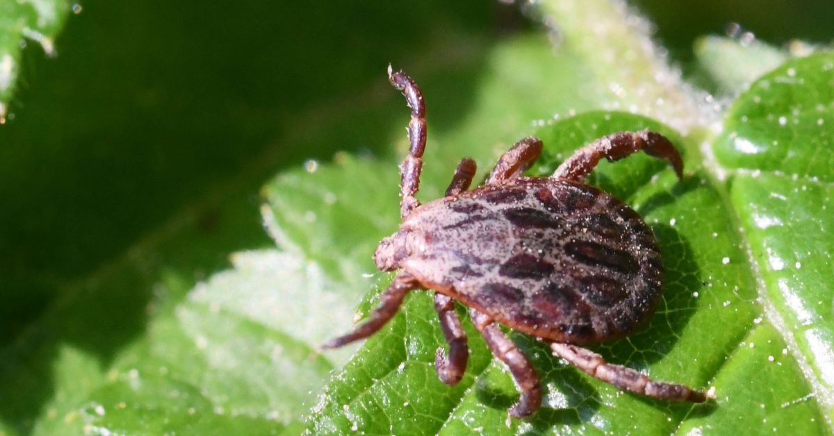 Maladie de Lyme : un vaccin un peu spécial et innovant contre les tiques