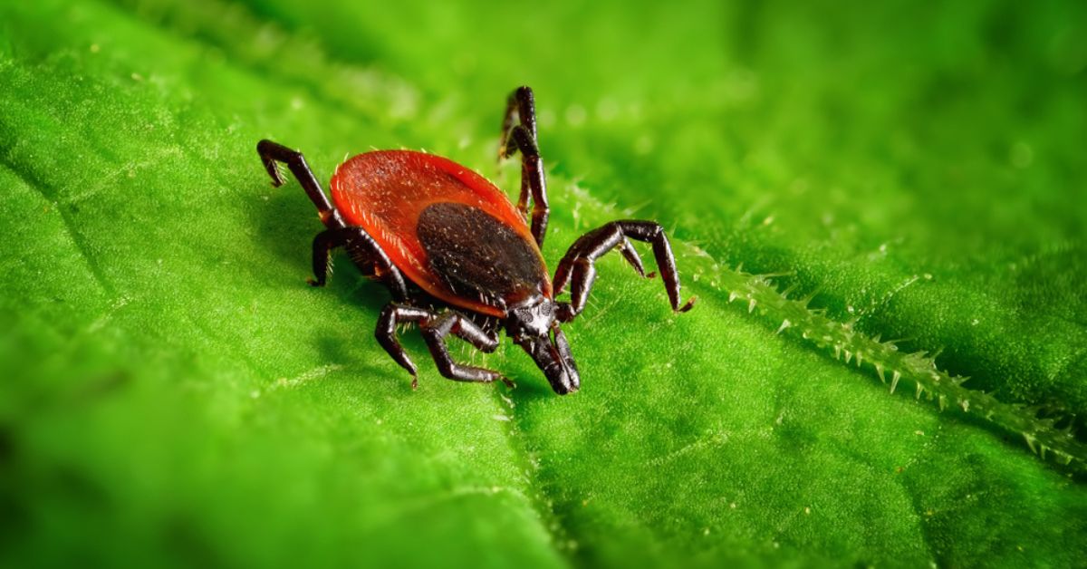 Et si les tiques n’avaient pas que des défauts ?