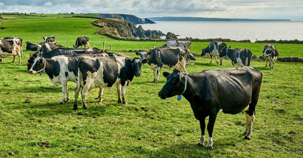 Irlande : 200.000 vaches tuées pour contrer les gaz à effet de serre ?