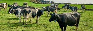 Irlande : 200.000 vaches tuées pour contrer les gaz à effet de serre ?