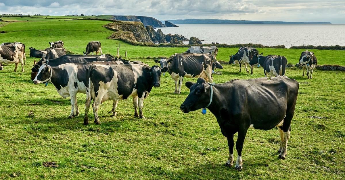 Irlande : 200.000 vaches tuées pour contrer les gaz à effet de serre ? Irlande : 200.000 vaches tuées pour contrer les gaz à effet de serre ?