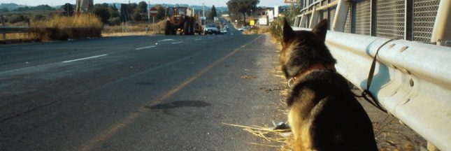 Chute des adoptions, abandons