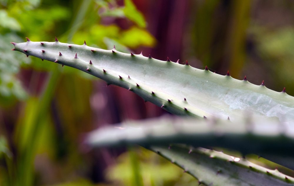L'Aloe Vera (Aloe barbadensis miller)