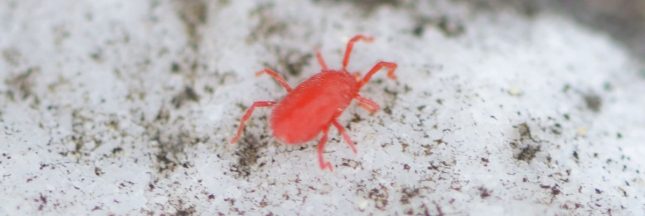 les aoûtats sont là : comment les empêcher d'envahir maisons et jardins ?