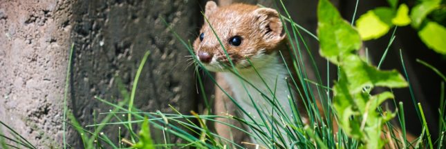 liste des animaux nuisibles 2023