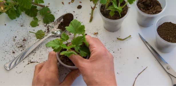 Bouturer les géraniums, les hortensias et la menthe