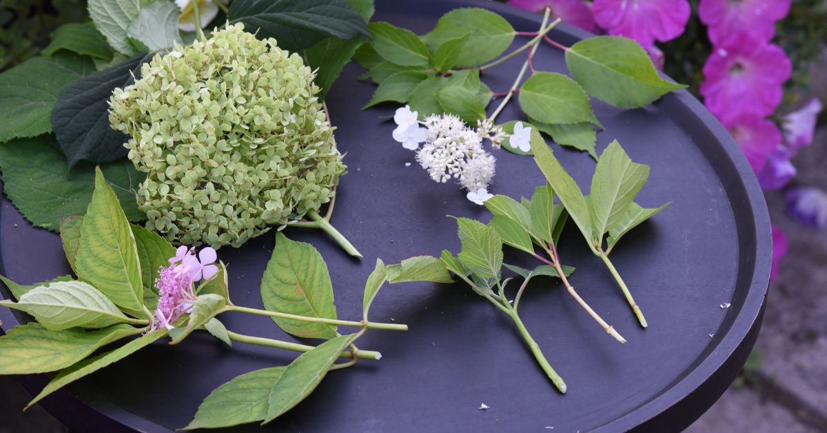 Bouturez vos hortensias : le guide complet