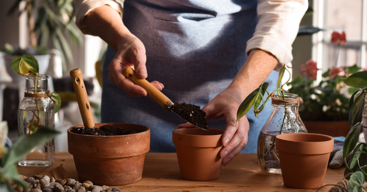 Les boutures à réaliser avant la fin de l'été pour un jardin florissant sans rien dépenser