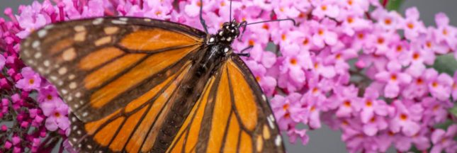 Tailler le Buddleia à la fin de l'été pour un arbuste florissant : tout savoir