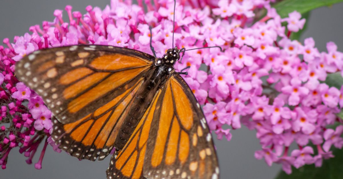 Tailler le Buddleia à la fin de l'été pour un arbuste florissant : tout savoir