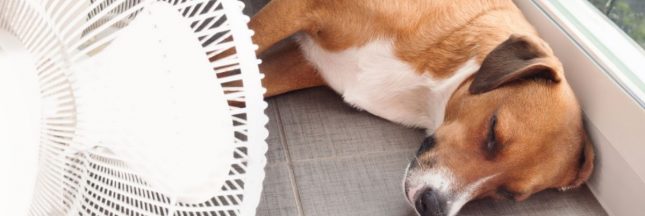 shutterstock_2347399325