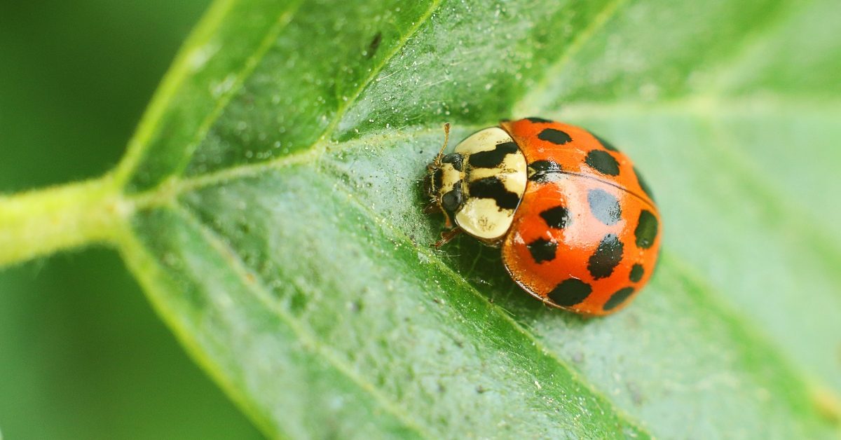 Pourquoi la prolifération de la coccinelle asiatique est devenue  incontrôlable - Le Soir