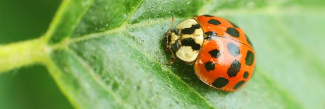 coccinelle asiatique