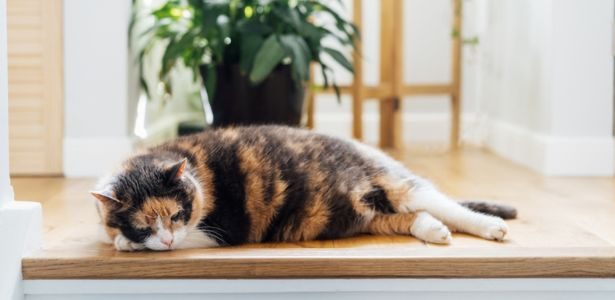 Comment soigner un coup de chaleur chez un chat ou un chien ? 