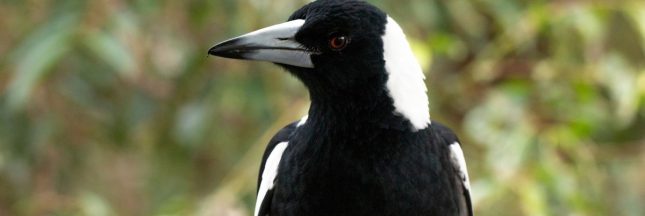 Éloigner naturellement les pies de votre jardin : les meilleures astuces