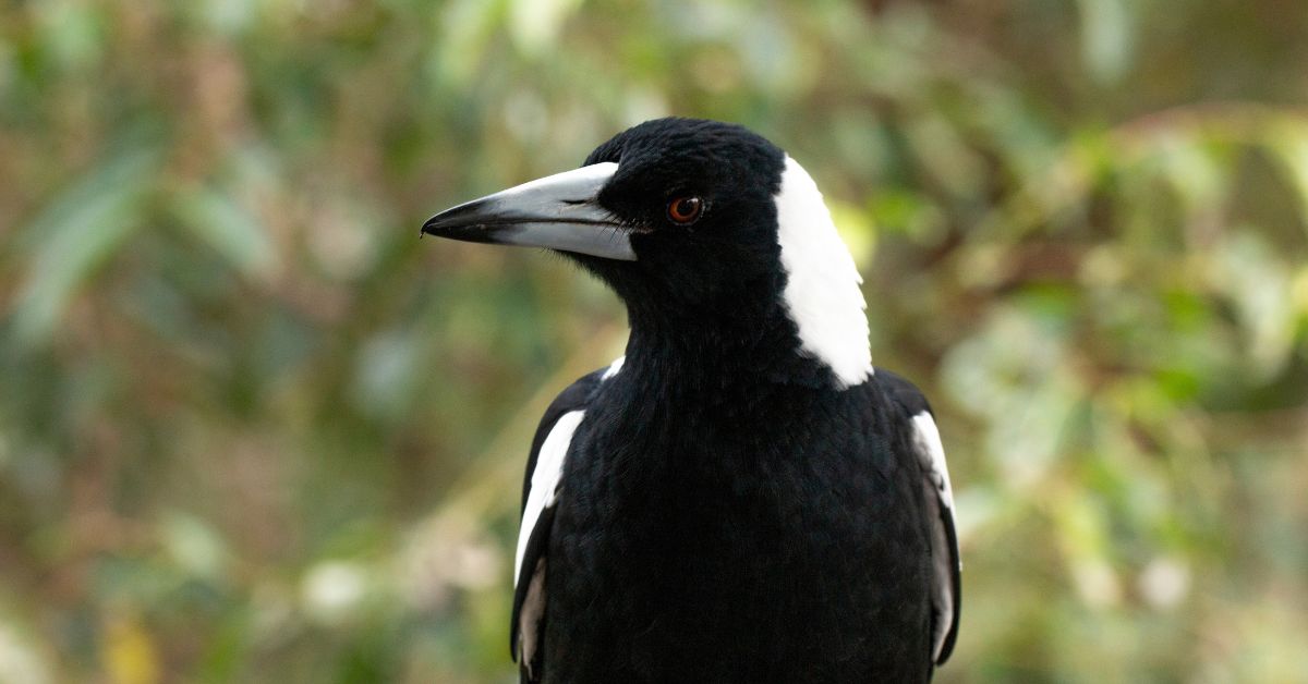 Éloigner naturellement les pies de votre jardin : les meilleures astuces