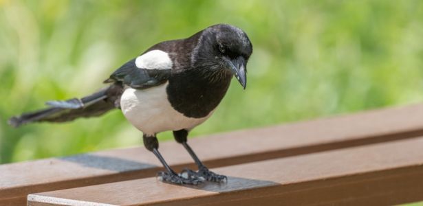 Éloigner naturellement les pies de votre jardin : les meilleures astuces
