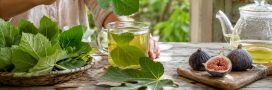 4 façons d'utiliser les feuilles de figuier pour profiter de leurs bienfaits 4 façons d'utiliser les feuilles de figuier pour profiter de leurs bienfaits