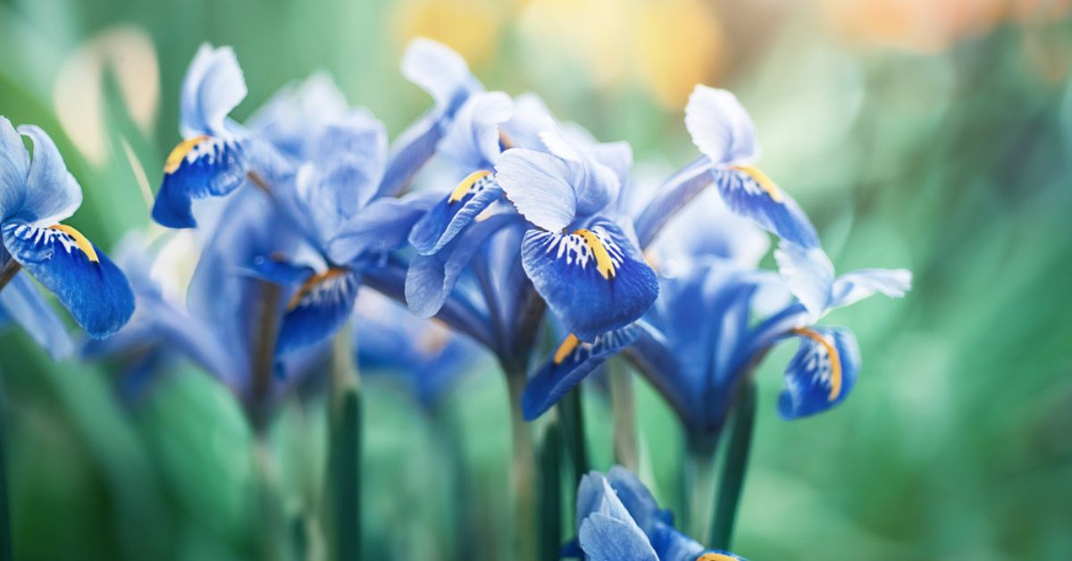 Les fleurs à planter en fin d'été pour un printemps florissant