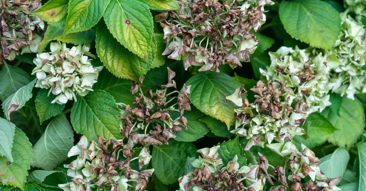 Les hortensias en été : faut-il couper ou laisser les fleurs fanées ?