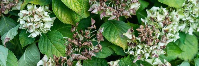 Les hortensias en été : faut-il couper ou laisser les fleurs fanées ?