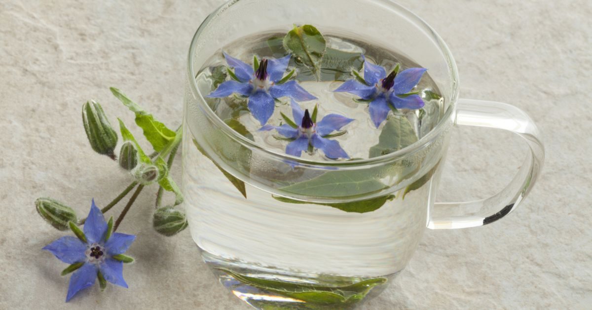 L’infusion de bourrache : la sublime fleur bleue aux multiples bienfaits