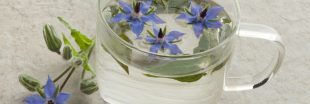 L'infusion de bourrache : la sublime fleur bleue aux multiples bienfaits