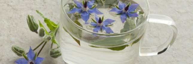 L'infusion de bourrache : la sublime fleur bleue aux multiples bienfaits