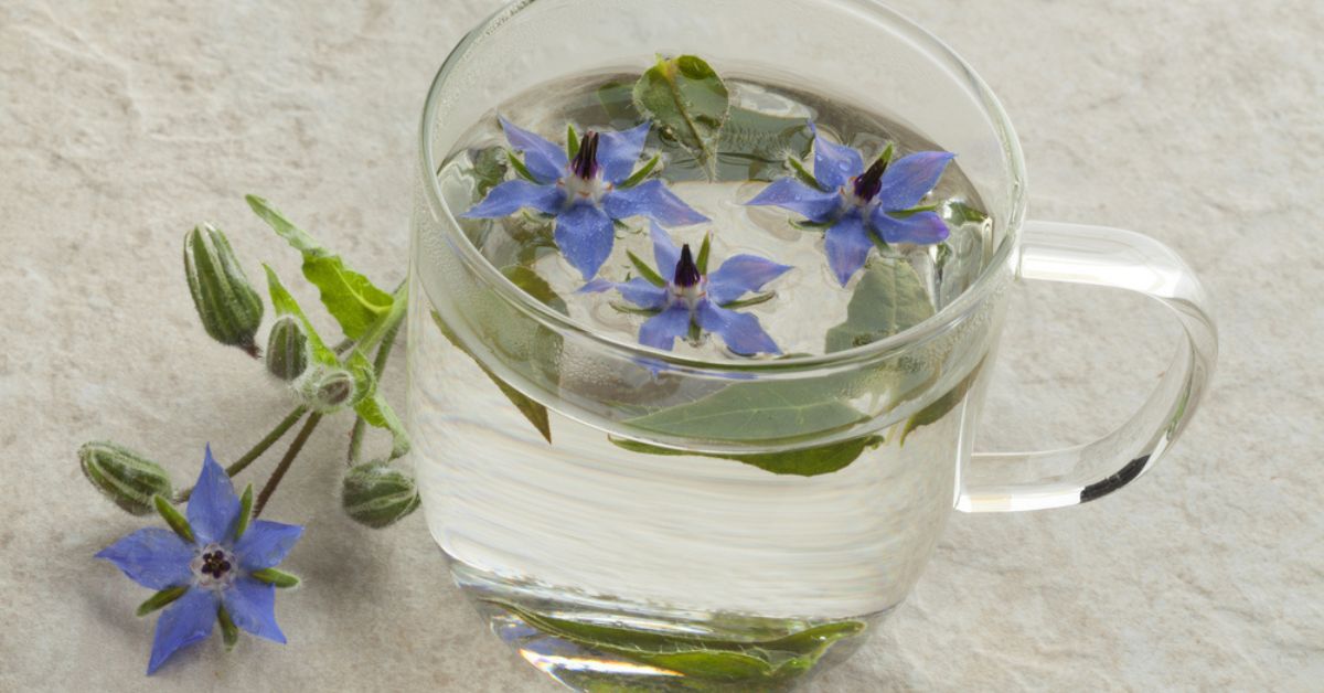 L'infusion de bourrache : la sublime fleur bleue aux multiples bienfaits