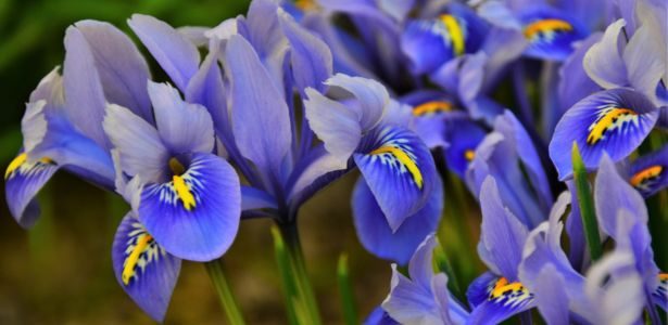 Les iris, fleurs de printemps