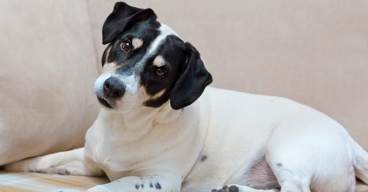 Curiosité canine : pourquoi votre chien penche-t-il la tête ?