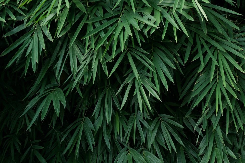 Le Bambou (Phyllostachys)
