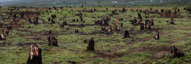 réchauffement climatique manque d'arbres
