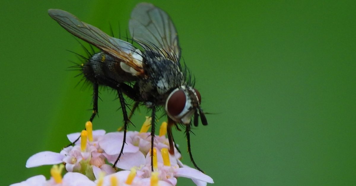 Les mouches noires qui se propagent en Espagne arrivent en France, sont-elles dangereuses ?
