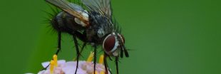 Les mouches noires qui se propagent en Espagne arrivent en France, sont-elles dangereuses ?