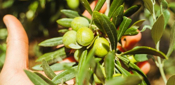 Quand cueillir les olives et comment les préparer ?