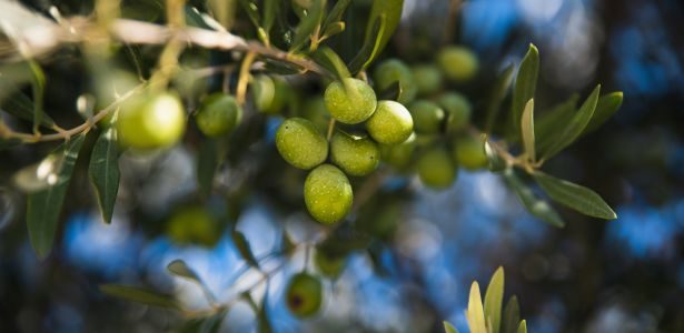 Entretenir un olivier toute l'année