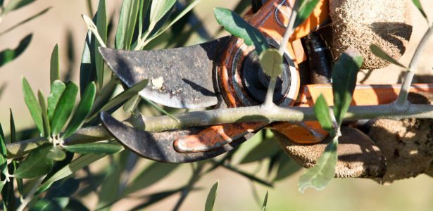 Quand et comment tailler un olivier ?