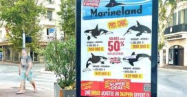 ‘Une orque achetée, un dauphin offert’ – Marineland dénoncé pour de possibles ventes d’orques