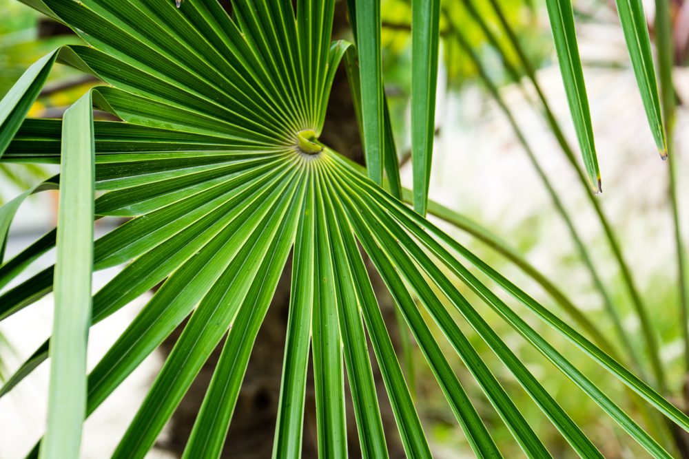 Le Palmier de Chine (Trachycarpus fortunei)