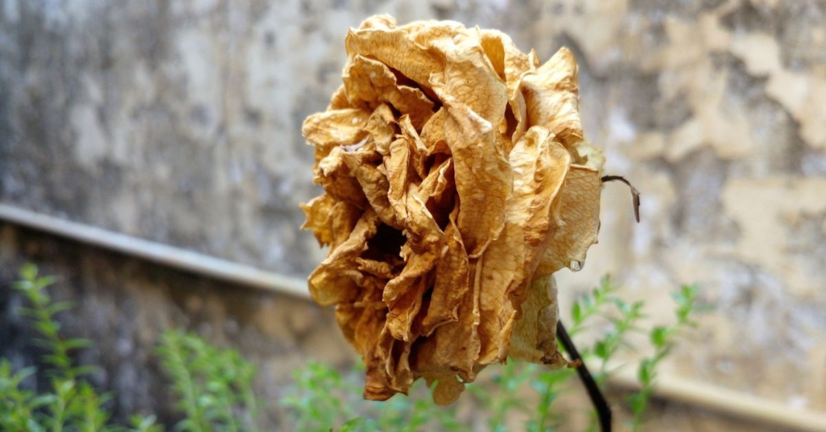 Canicule : sauver les plantes déshydratées avec quelques astuces simples Canicule : sauver les plantes déshydratées avec quelques astuces simples