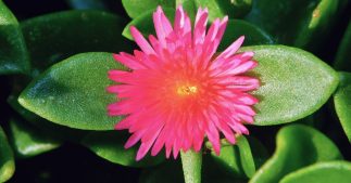 6 plantes succulentes comestibles pour un jardin nutritif et résilient 6 plantes succulentes comestibles pour un jardin nutritif et résilient