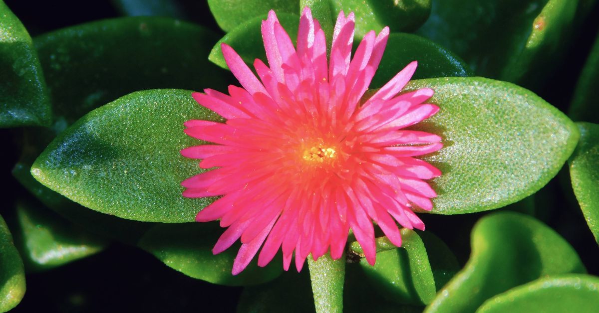 6 plantes succulentes comestibles pour un jardin nutritif et résilient