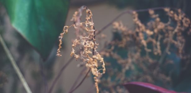 Canicule : sauver les plantes déshydratées avec quelques astuces simples