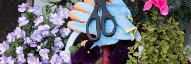 En août, quelles fleurs planter, que semer ou récolter avant l'automne ?