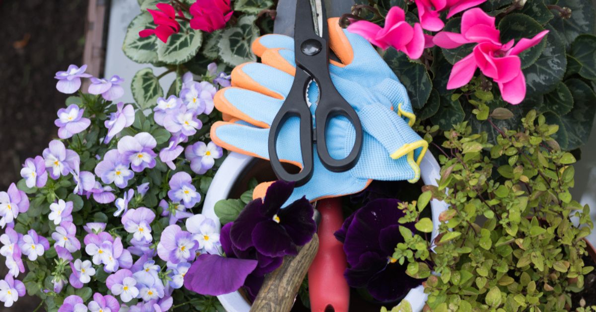 En août, quelles fleurs planter, que semer ou récolter avant l'automne ? En août, quelles fleurs planter, que semer ou récolter avant l'automne ?