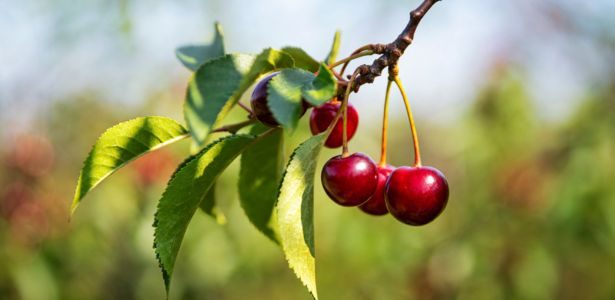 Les arbres fruitiers à noyaux