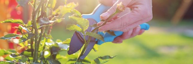 Jardinage d'été : en août, n'oubliez pas de tailler ces 10 plantes